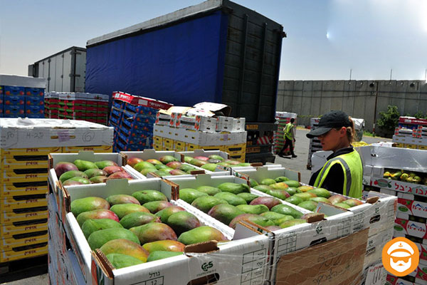 شرایط واردات میوه به ایران