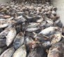 تامین کننده ماهی صنعتی