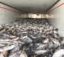 تامین کننده ماهی صنعتی