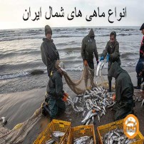 آشنایی با انواع ماهی های شمال ایران