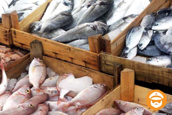 آشنایی با انواع ماهی های جنوب ایران
