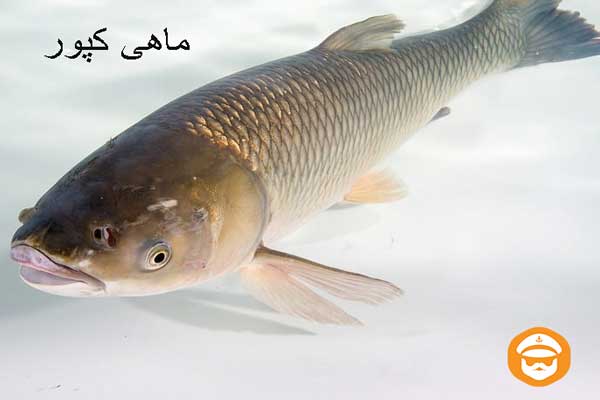 ماهی کپور شمال ایران